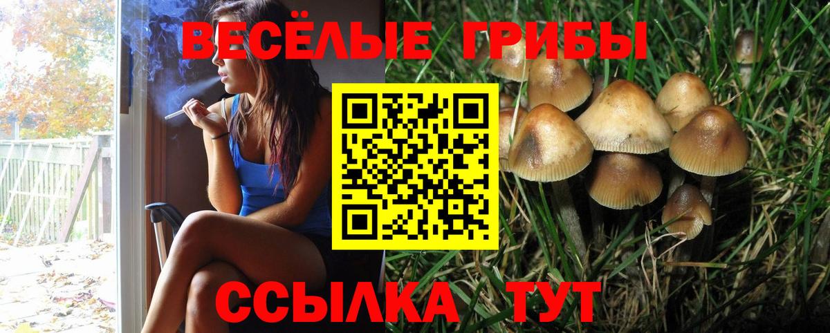 Псилоцибиновые грибы Psilocybine cubensis Елец